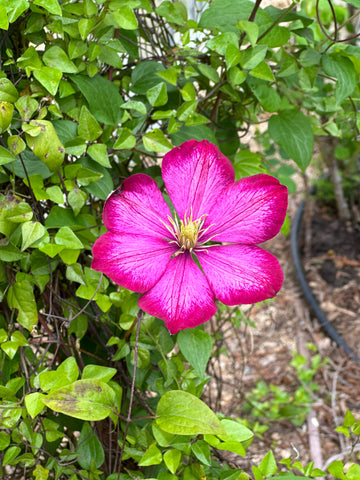 Clematis