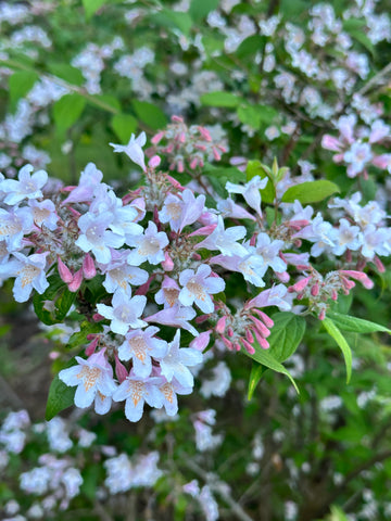 Kolkwitzia amabilis 'Beauty Bush'