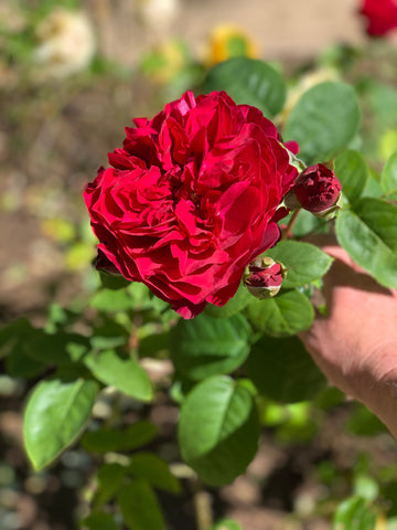 Tradescant DAU Garden Rose