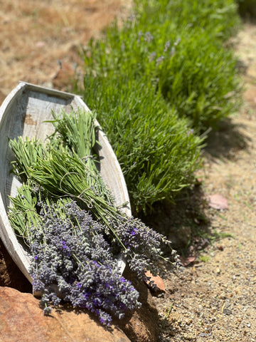 Phenomenal Lavender harvest