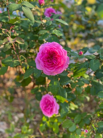 gertrud jekyll rose