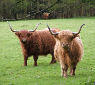 Highland Cow Scarf Ring Scotland Jewelry Celtic Jewelry 