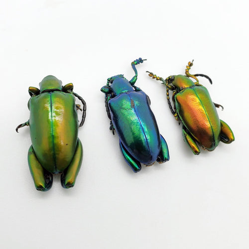 3 Set Giant Frog Beetle (Sagra longicollis) Chrysomelidae insect