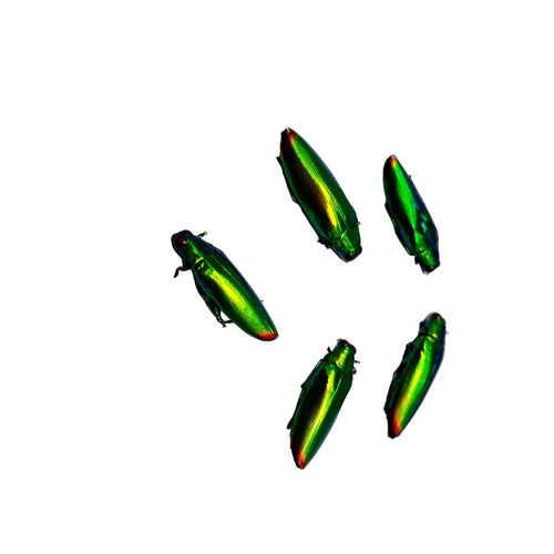 5 Flame Tip Green Jewel Beetles (Chrysochroa fulminans)