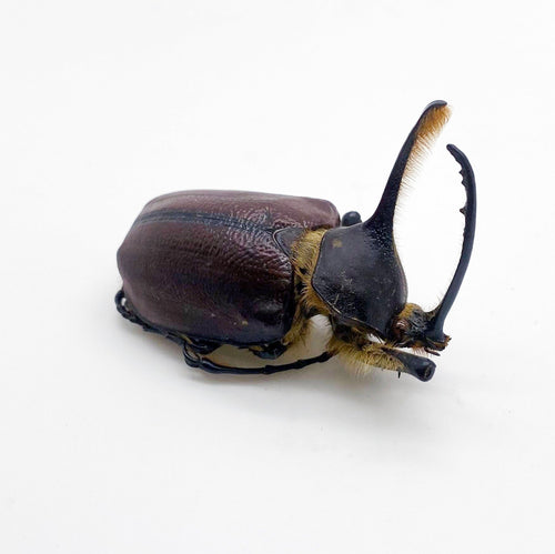 Aecus Beetle (Golofa eacus) Insect