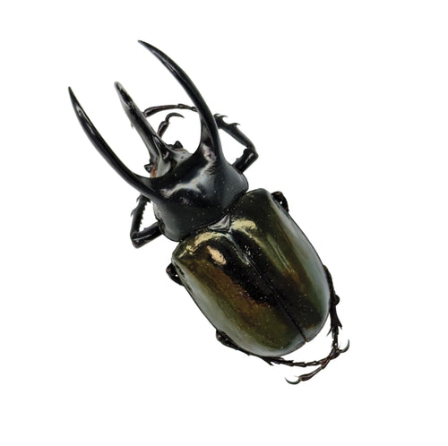 Atlas Beetle (Chalcosoma atlas keyboh)