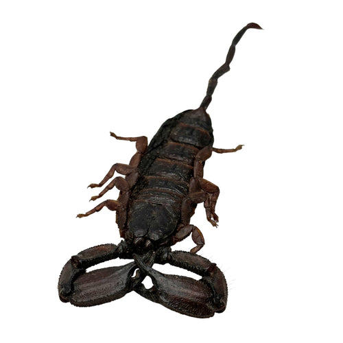 Banded Flat Rock Scorpion Hadogenes paucididens