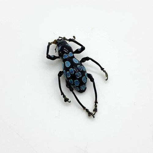 Beetle (Pachyrrhynchus Congestus Robustus)