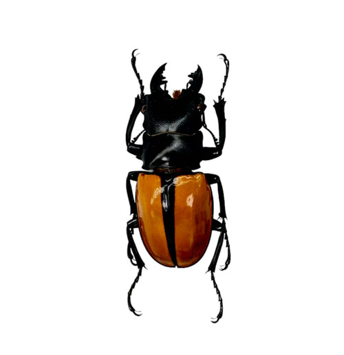 Black and Gold Beetle (Odontolabis ludekingi) M