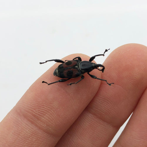 Black and Red Weevil Beetle (cercidocerus sanguinipes)