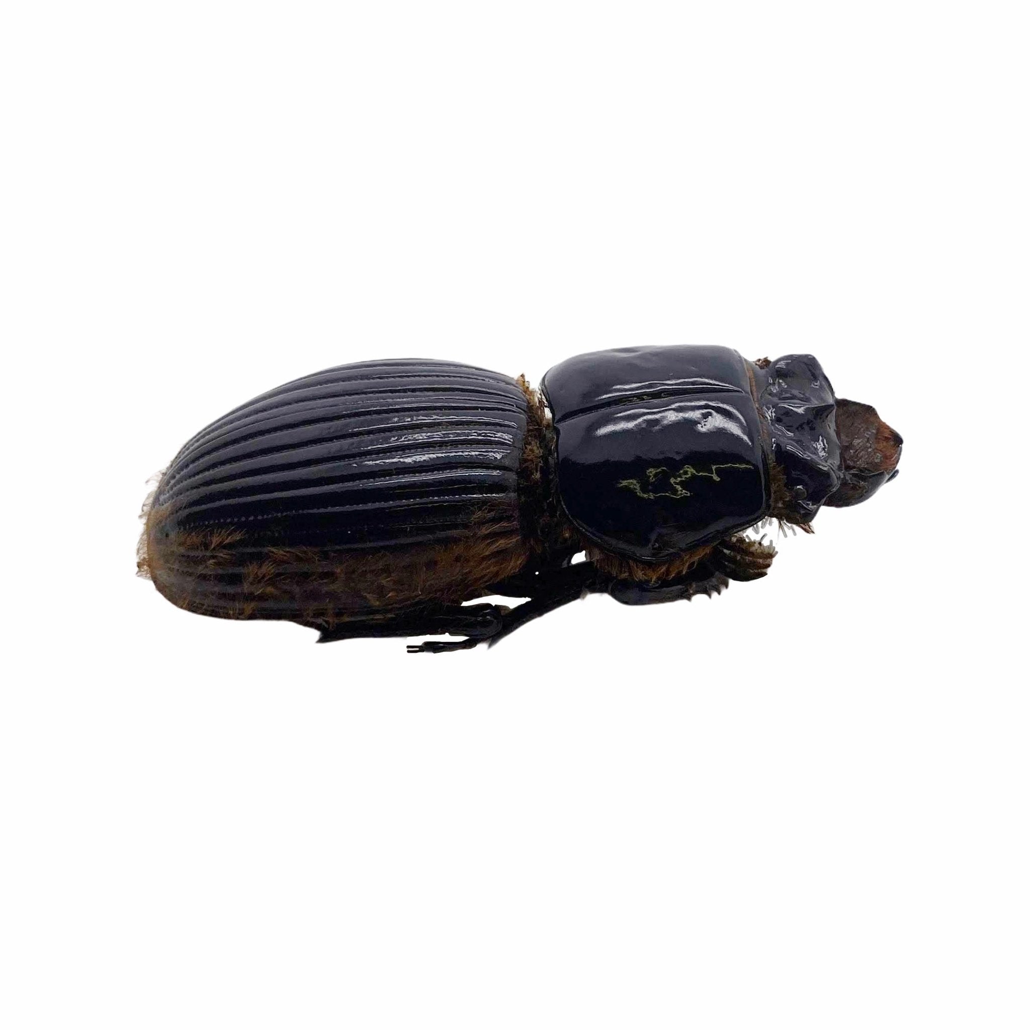 Black Bess Beetle