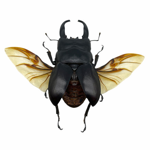 Black Giant Stag Beetle Long Horn (Dorcus alcides) (SPREAD) Insect