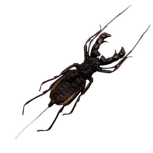 Black Tailed Whip scorpion vinegaroon (Thelyphonus feuerborni)