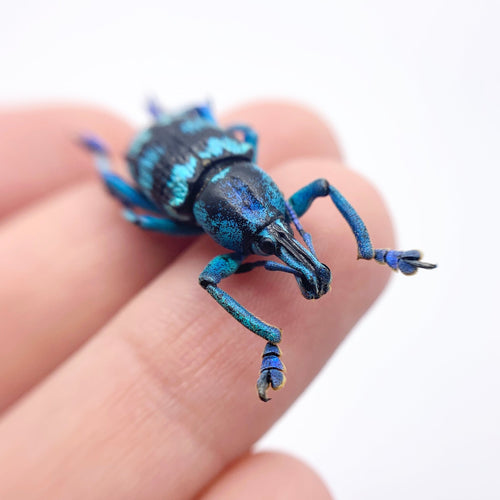 Blue Banded Weevil Beetle (Eupholus linnei)