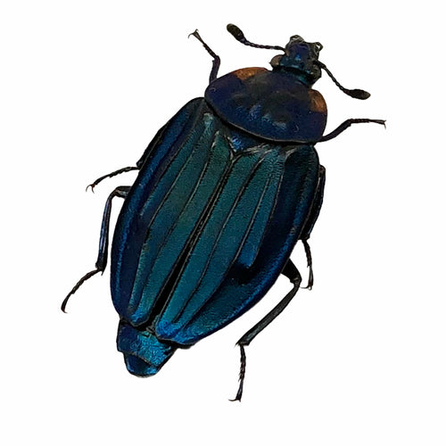 Blue silphidae Beetle (Necrophila renatae)