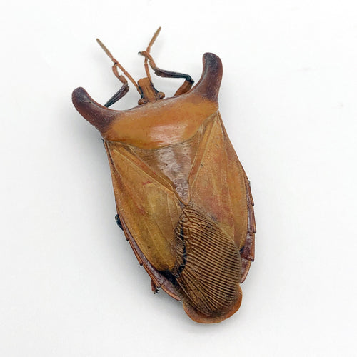 Bull-Horn Shield Bug (Eurypleura bicornis)