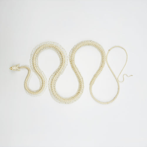 Chinese Rat Snake Curved Skeleton (Ptyas korros) Osteological