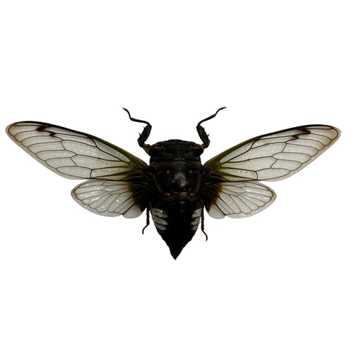 Cicada (Cryptotympana acuta) True Bug Insect