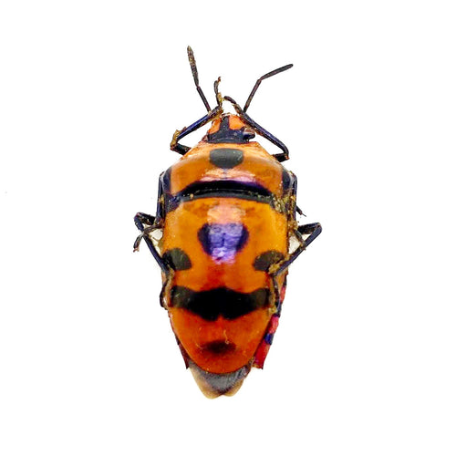 Clown Face Bug (Eucorysses javanus variabilis)