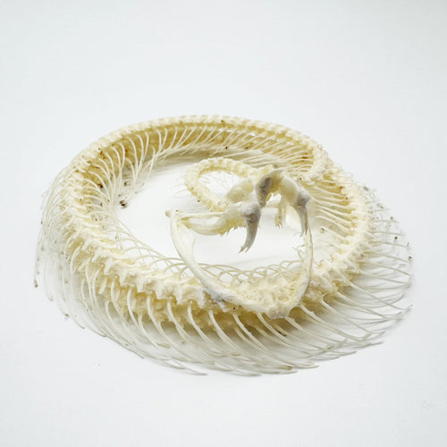 Coiled White-Lipped Pit Viper Full Skeleton (Trimeresurus albolabris) Osteological Specimen