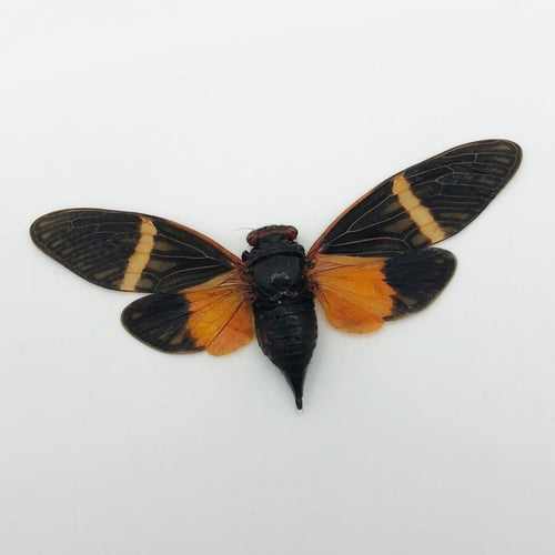 Colourful Orange Cicada (Tosena paviei)
