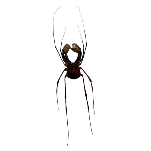 Common Harvestmen (Gonyleptidae) Spider
