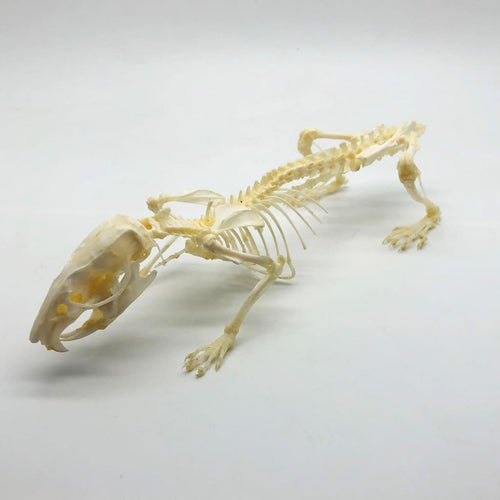 Common Rat Rattus norvegicus Full Skeleton