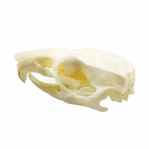 Common Rat Skull Rattus norvegicus