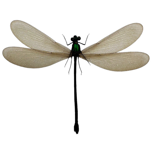 Damselfly (Vestalis luctuosa) (F) Insect Specimen