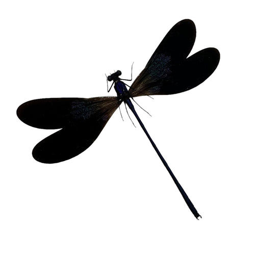 Damselfly (Vestalis luctuosa) (M) Insect Specimen