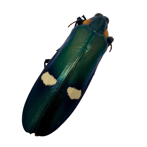 Dark Green Metallic wood-boring Beetle (Megaloxantha bicolor assamensis)