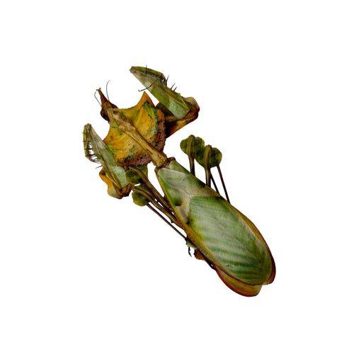 Devil's Flower Mantis (Idolomantis diabolica)