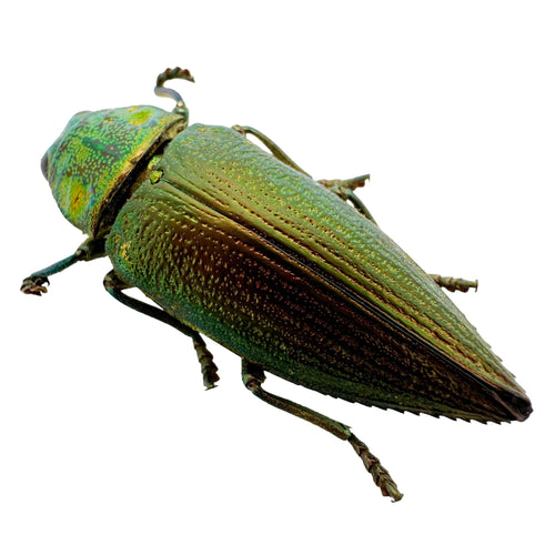 Emerald Jewel Beetle (Chrysodema foraminifera) Insect