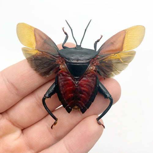 Entomology Insect (Euthenestes robustus) True Bug (Spread)