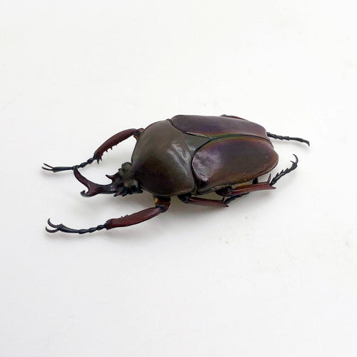 Flower Beetle (eudicella smithi shiratica) Insect