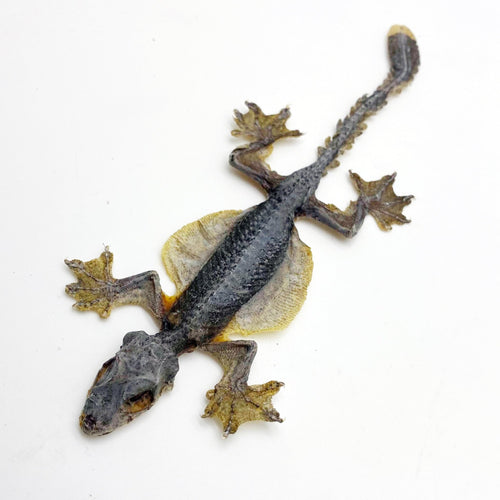 Flying Gecko Lizard SP (Ptychozoon kuhli) from Indonesia
