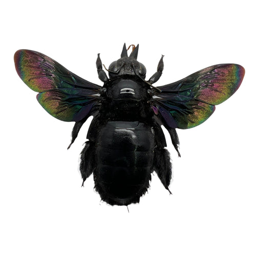 Giant Black Tropical Carpenter Bee Xylocopa Latipes (F)