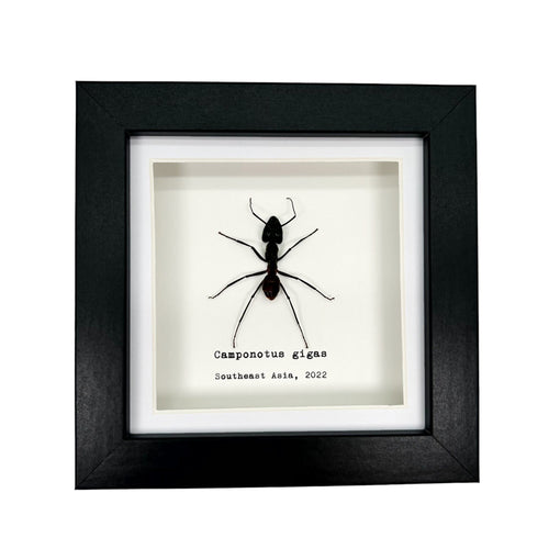 Giant Forest Soldier Ant Frame (Camponotus gigas)
