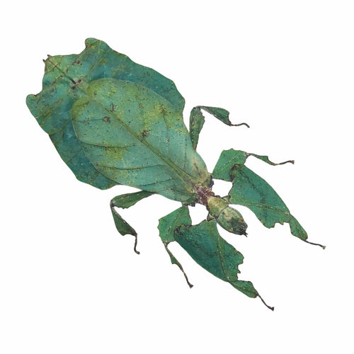 Giant Green Malaysian Leaf Insect Phyllium Giganteum (F)