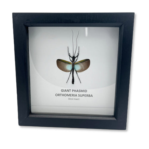 GIANT Phasmid Orthomeria superba Shadow Box Framed