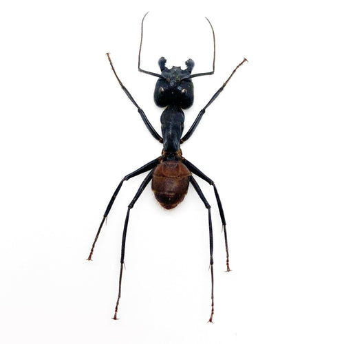 Giant Soldier Ant (camponotus gigas) (SPREAD)