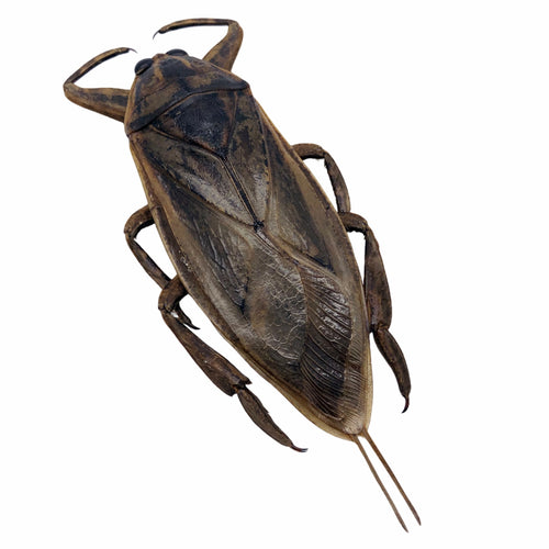 Giant Water Bug (Lethocerus indicus)