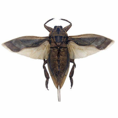 Giant Water Bug (Lethocerus indicus) (SPREAD)