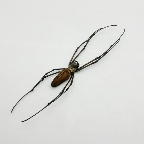 Giant Wood Spider Nephila Maculata