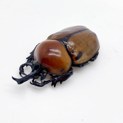 Glossy Horn Beetle (brachysiderus quadrimaculatus)