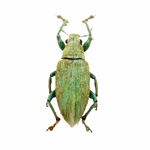 Gold-dust Weevil Beetle (Hypomeces squamosus) Insect