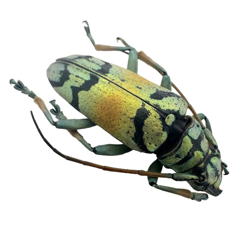 Gold Longhorn Beetle (Tmesisternus rafaelae) Insect