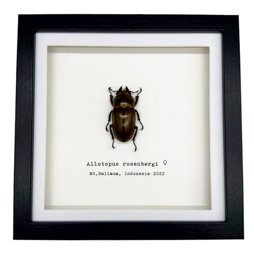 Golden Stag Beetle Frame (Allotopus rosenbergi)