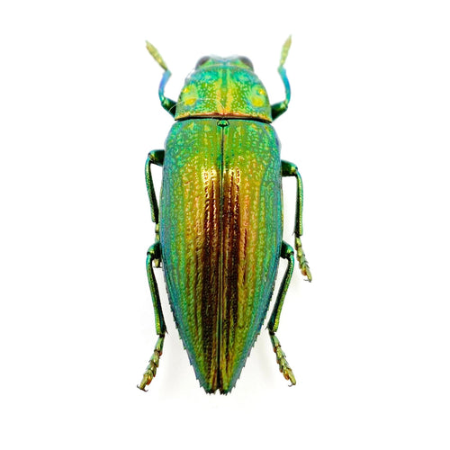 Green Jewel Beetle (Chrysodema radians) Insect