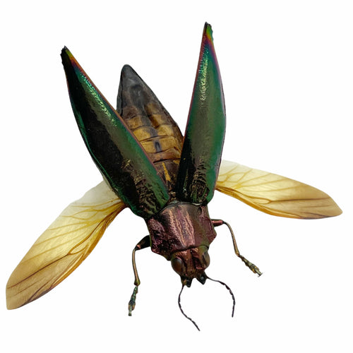 Green Jewel Beetle Cyphogastra angulicollis (SPREAD)